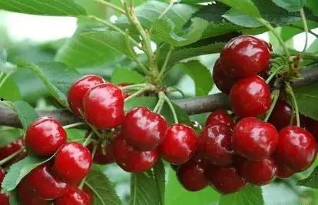 国产樱桃品种对比视频,风味与品质的全面对决