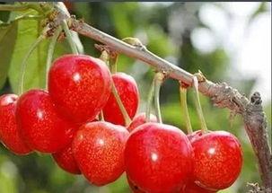 国产樱桃品种对比视频,风味与品质的全面对决