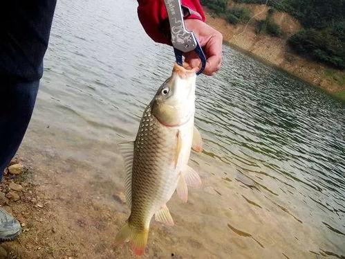 国产浅水鱼图鉴视频播放,探秘水族宝库的生态画卷