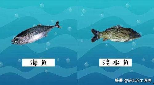 国产浅水鱼图鉴视频播放,探秘水族宝库的生态画卷