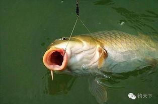 国产浅水鱼图鉴视频播放,探秘水族宝库的生态画卷